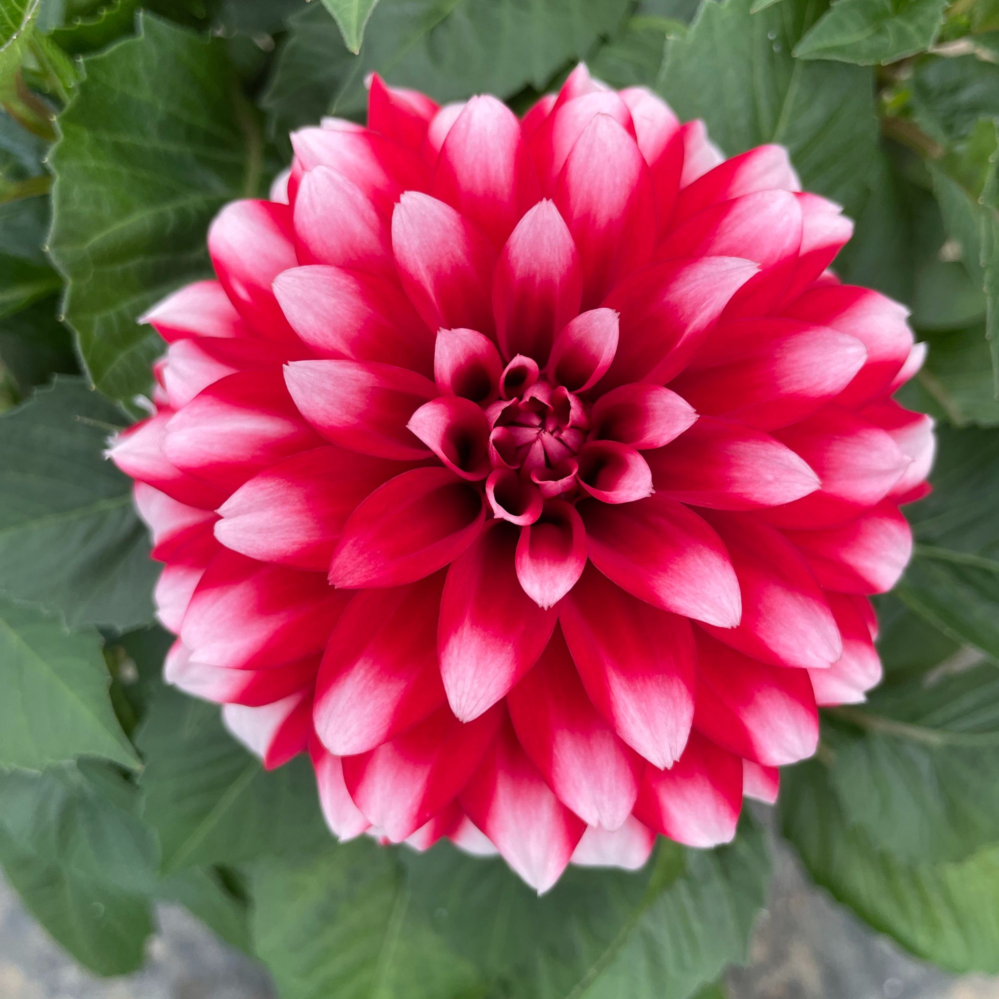 （未知数）大丽花盆栽带花苞阳台庭院好养活四季开花鲜花花期超长