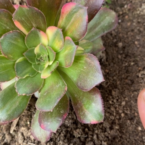 277绍羞七彩拉丝满25包邮多肉