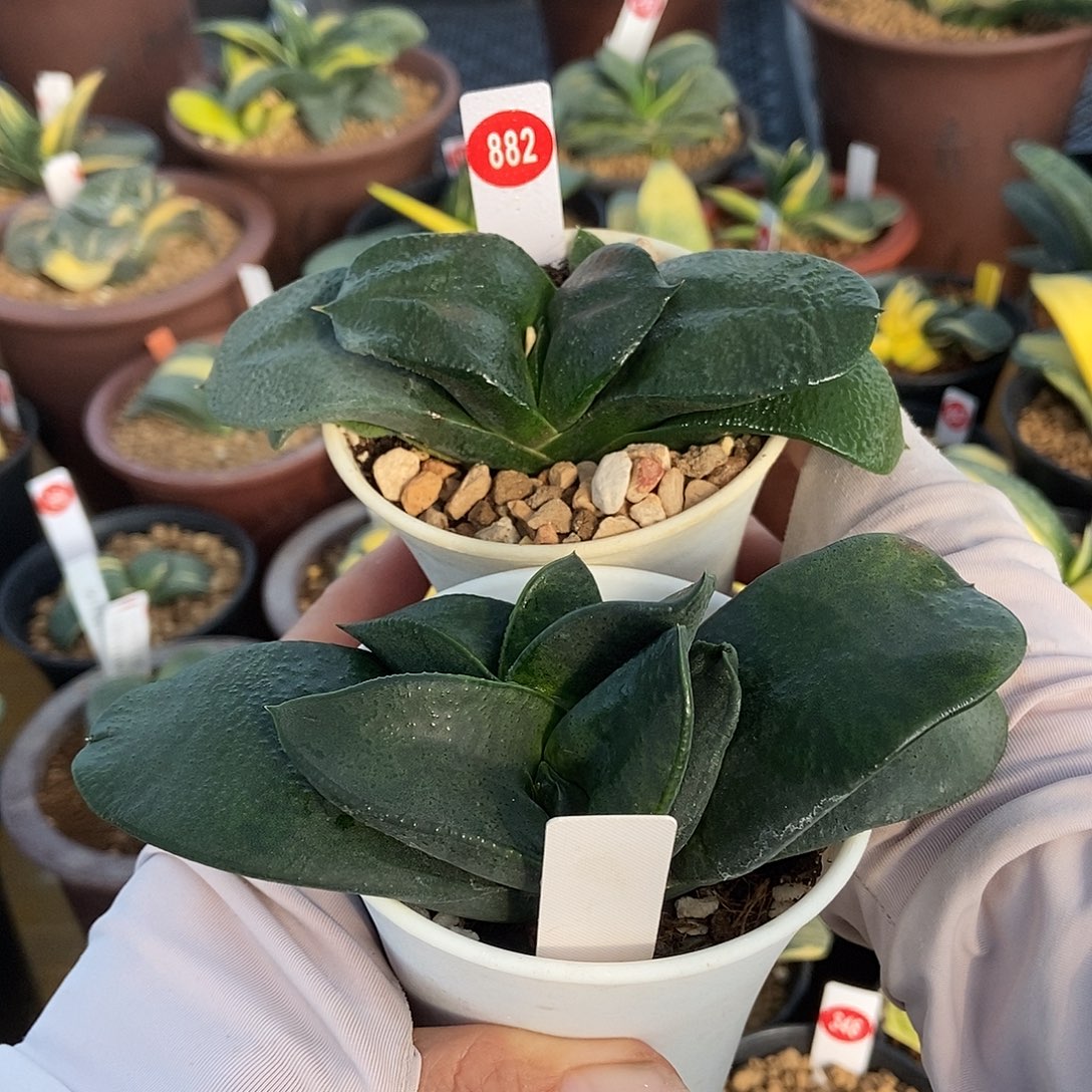 云***Ⅹ882、218卧牛实生带盆发货