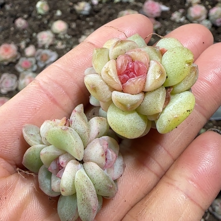 128三头红灯泡两颗