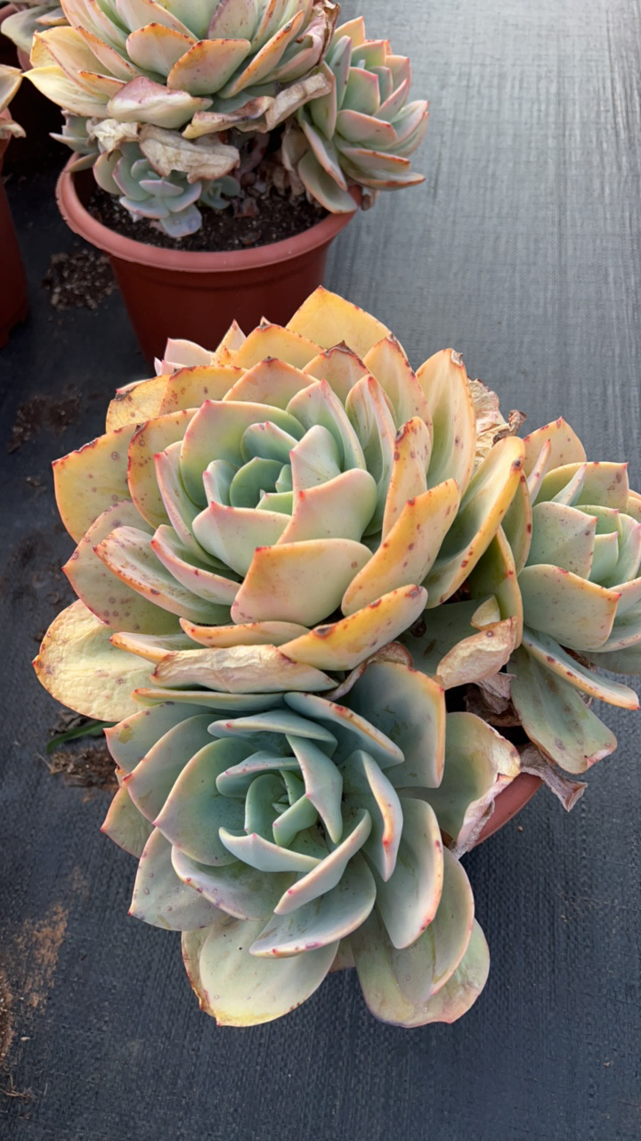 云欣多肉植物白凤