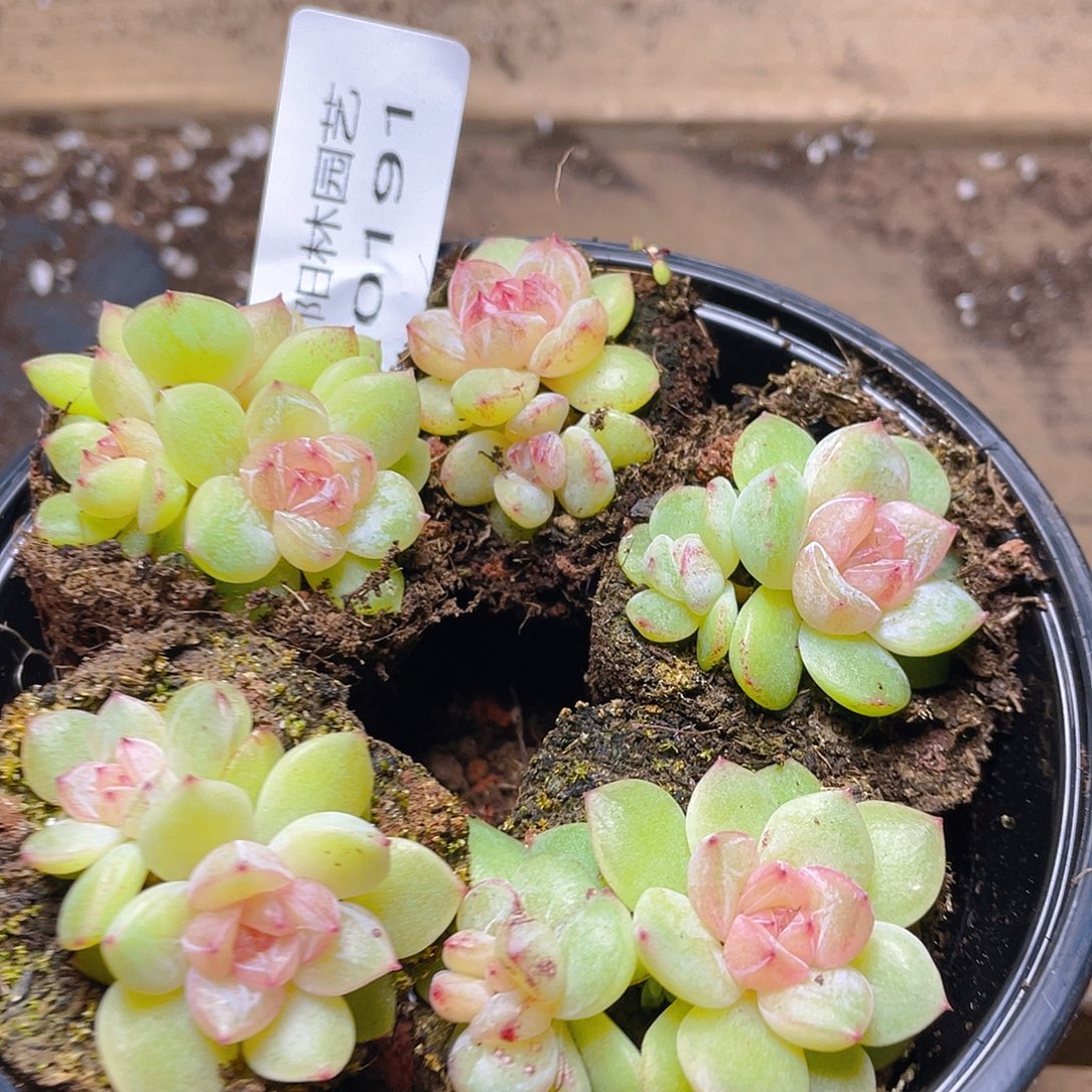 多肉植物多肉植物191