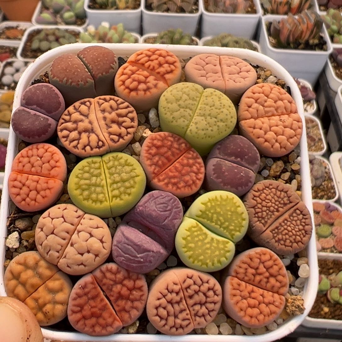 23多肉植物百科知识