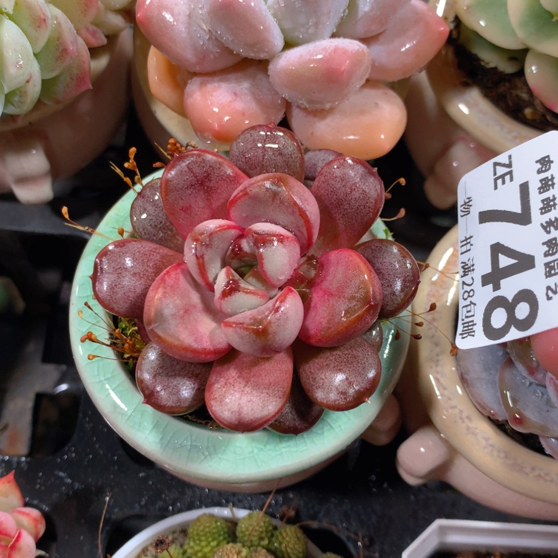 5CM拇指盆精控多肉ZE748