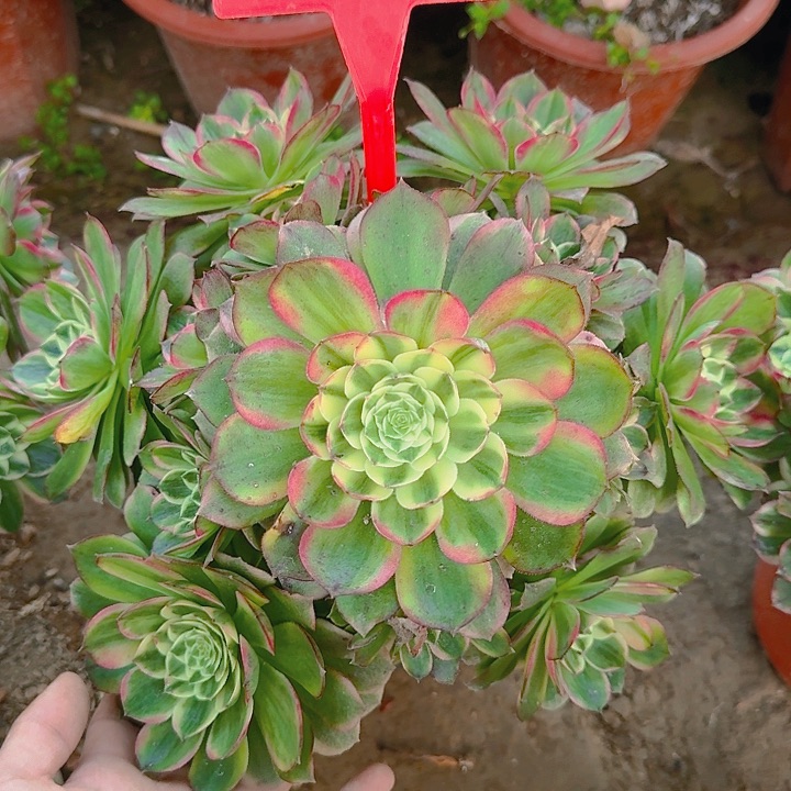 半****子4-119海王多肉法师