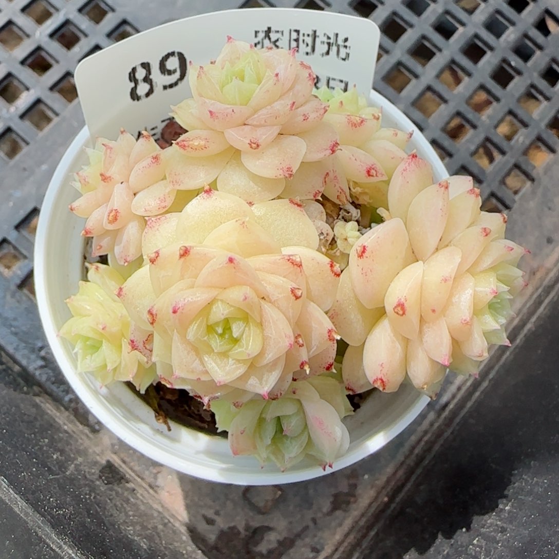【闪购商品】0303-89花朵麦杆