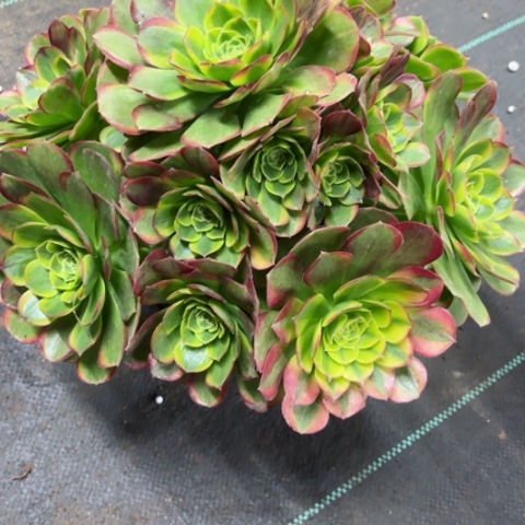 多肉植物奶白锦。