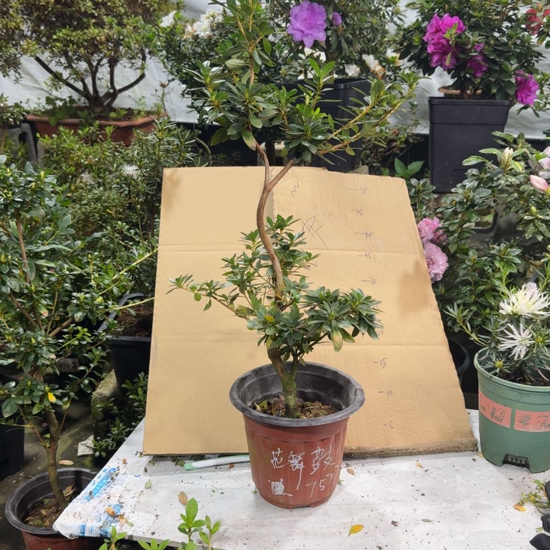 *****完全开放花无骨杜鹃花