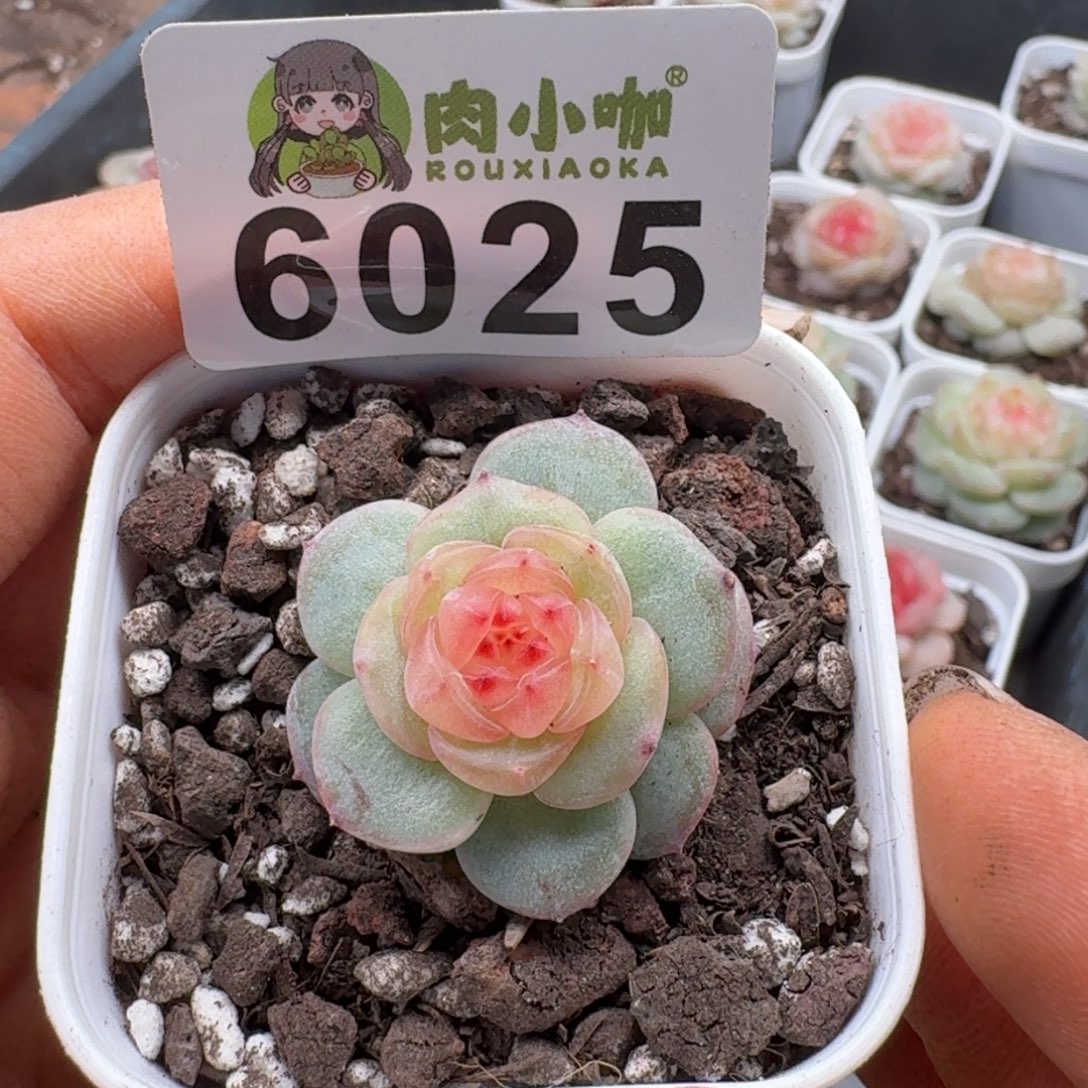 ✧***シ多肉植物多肉植物