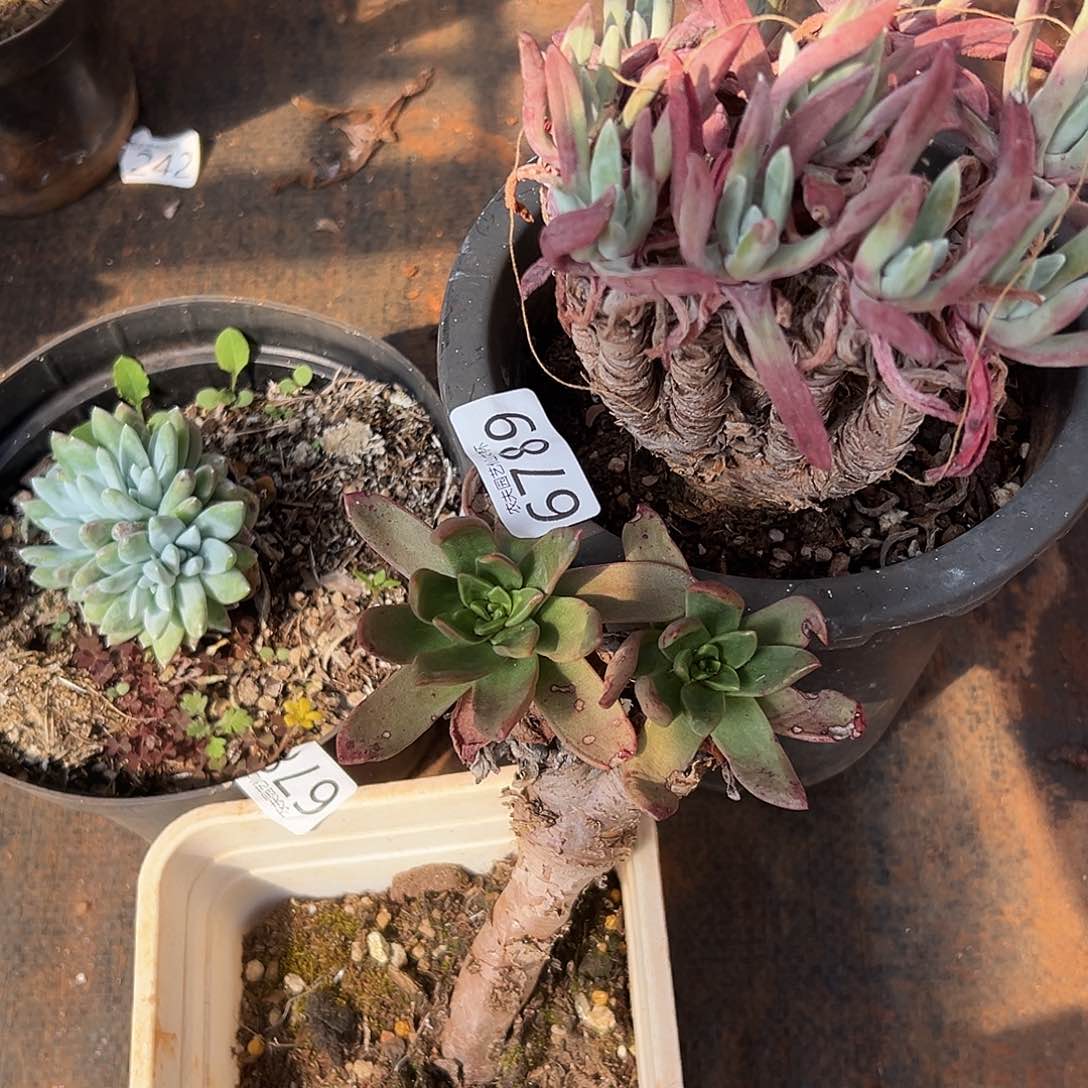 3颗处理仙女杯多肉。