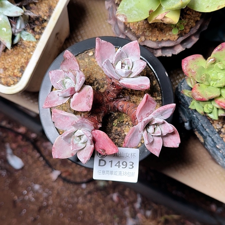 1493泡芙仙女杯多肉
