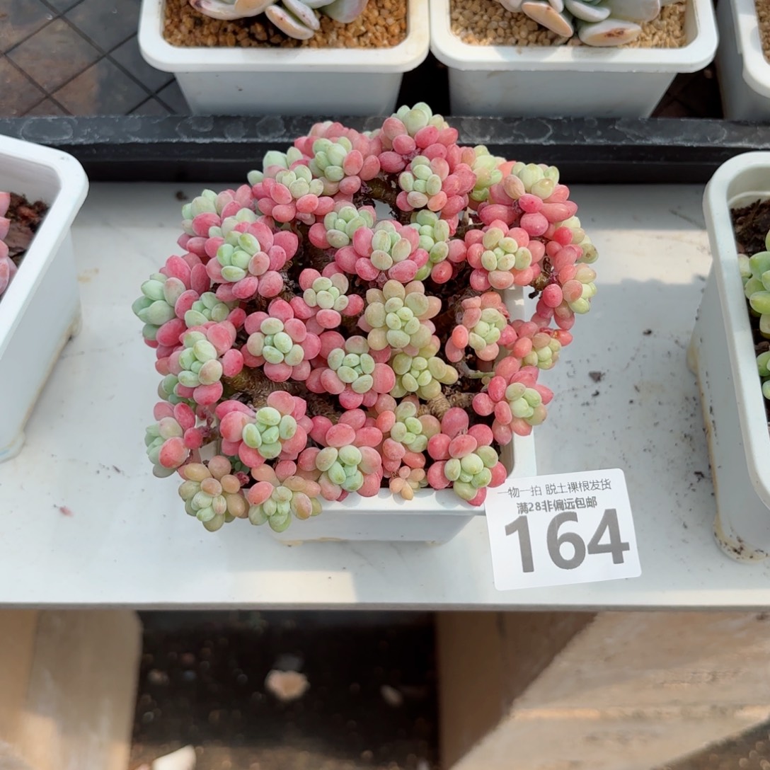 吃***豆鱼子酱老桩多肉多肉多肉