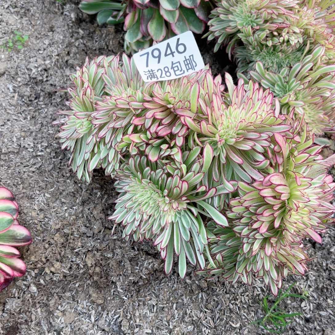 G. 7946仙墨缀多肉