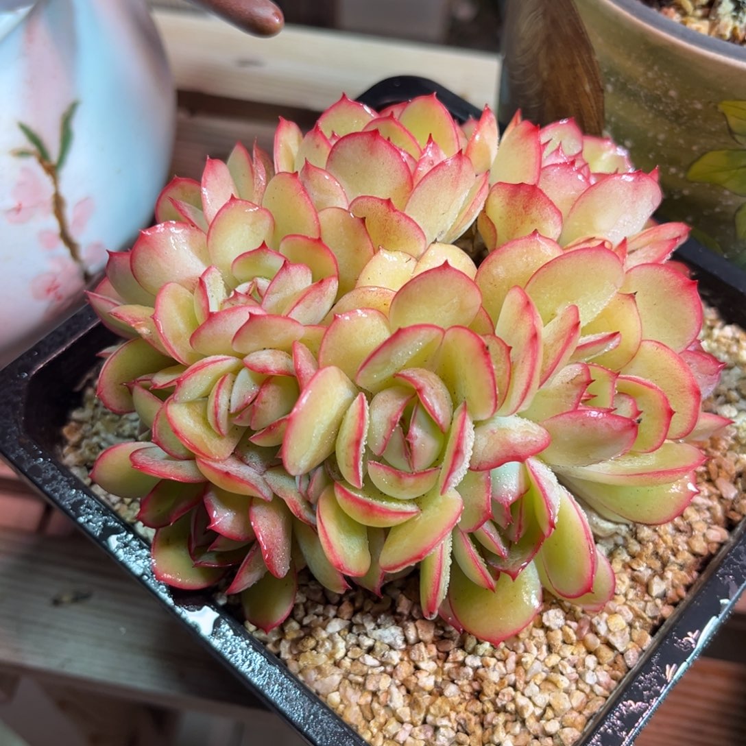 牡丹亭dizilvlvnhe