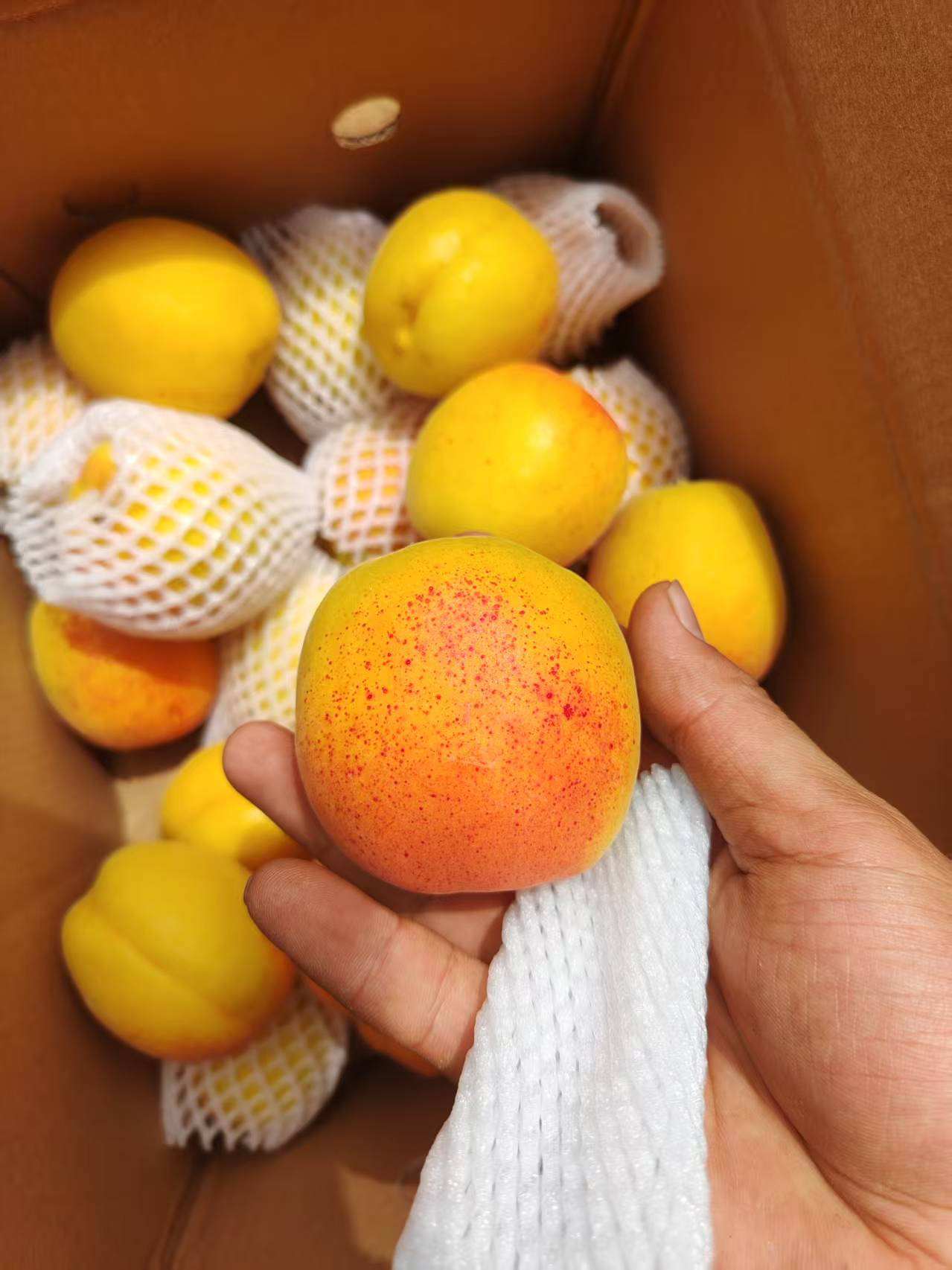 5斤庄河歇马村歇马杏（大果）