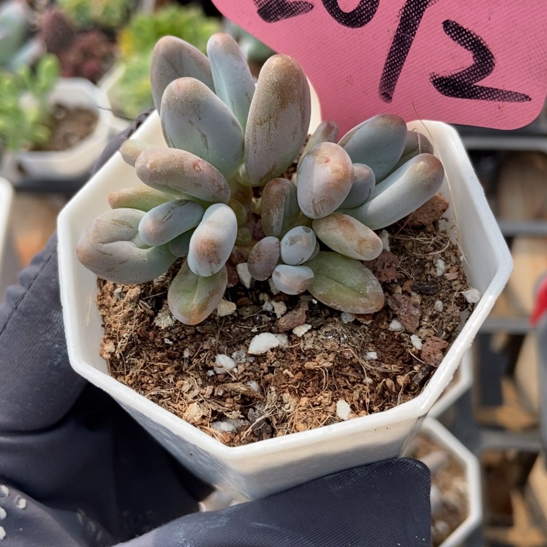2072企鹅多肉植物保护