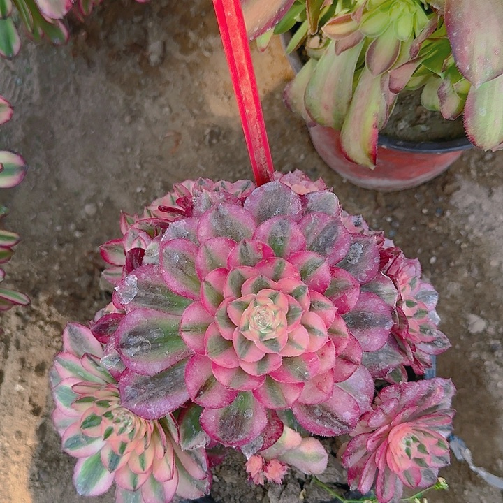 1-33倾城多肉法师