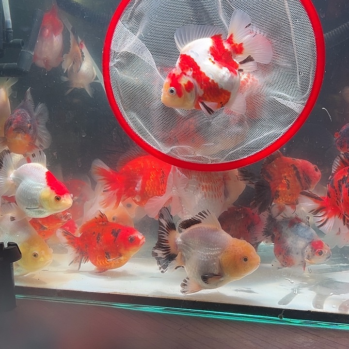 金鱼精品闪麟樱花将军