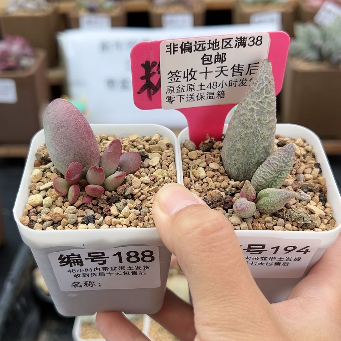 188仙桃融化纹冰淇淋多肉