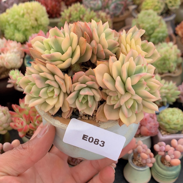 一物一拍满38包邮E083