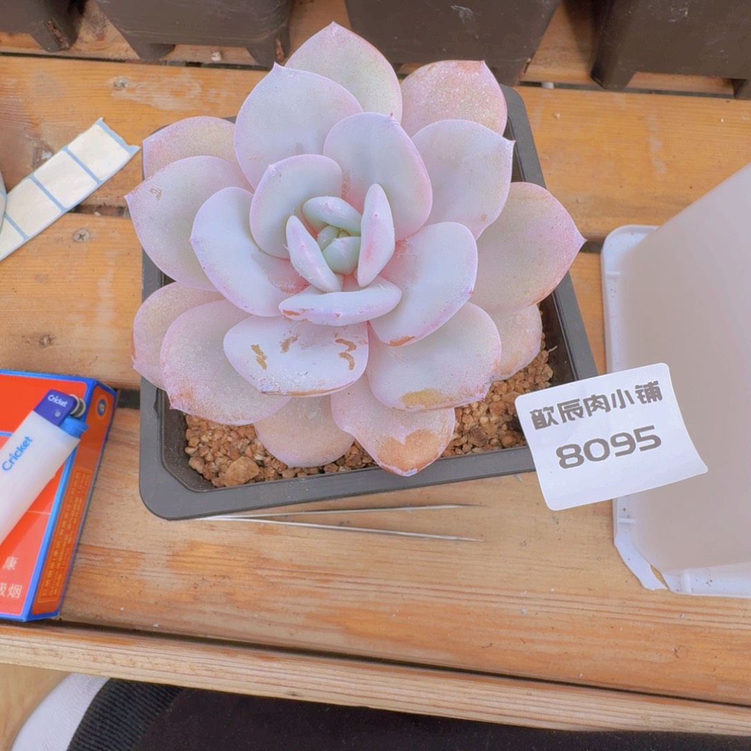 多肉植物奶茶单头8095