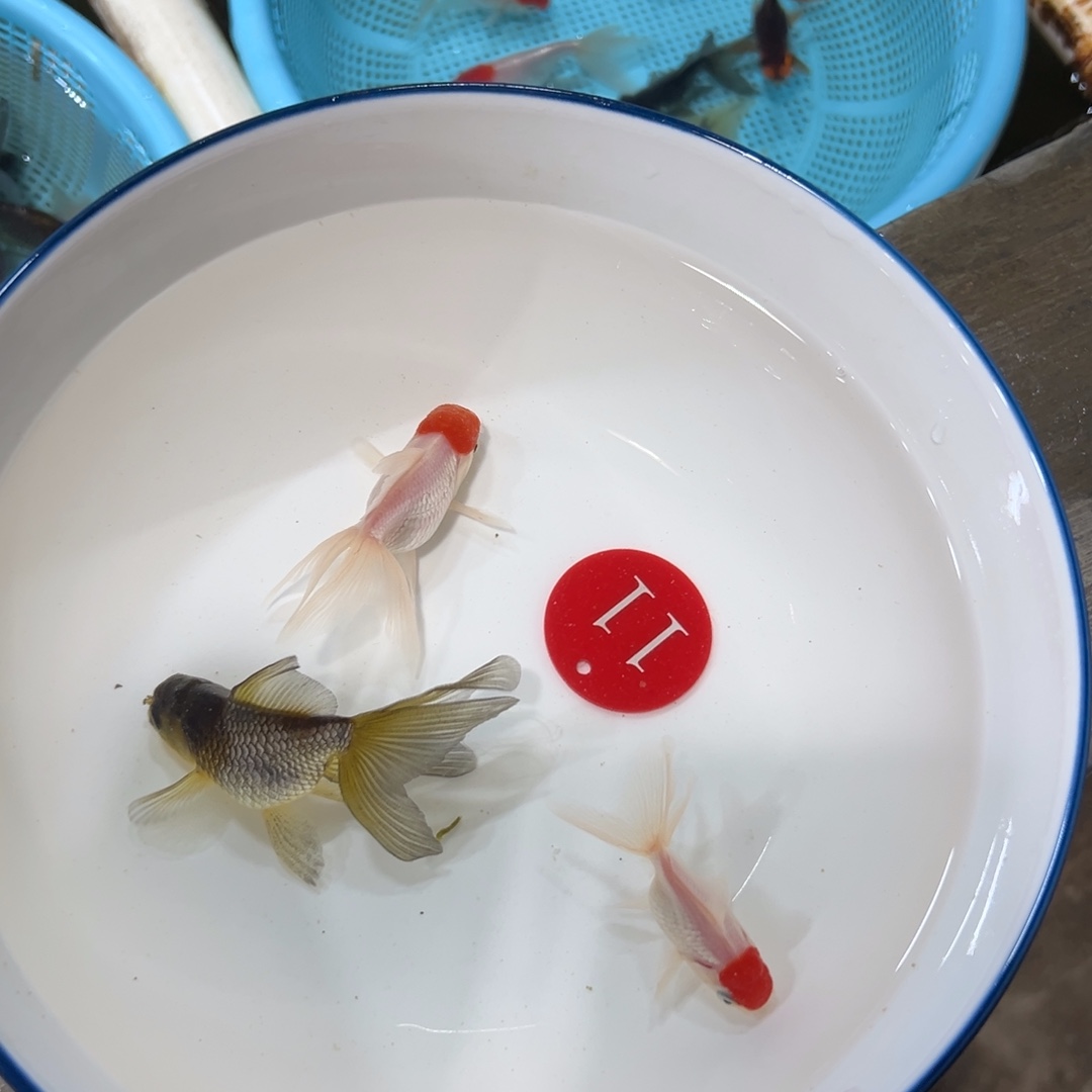 图***型金鱼11号。鹤大30。小的2条30