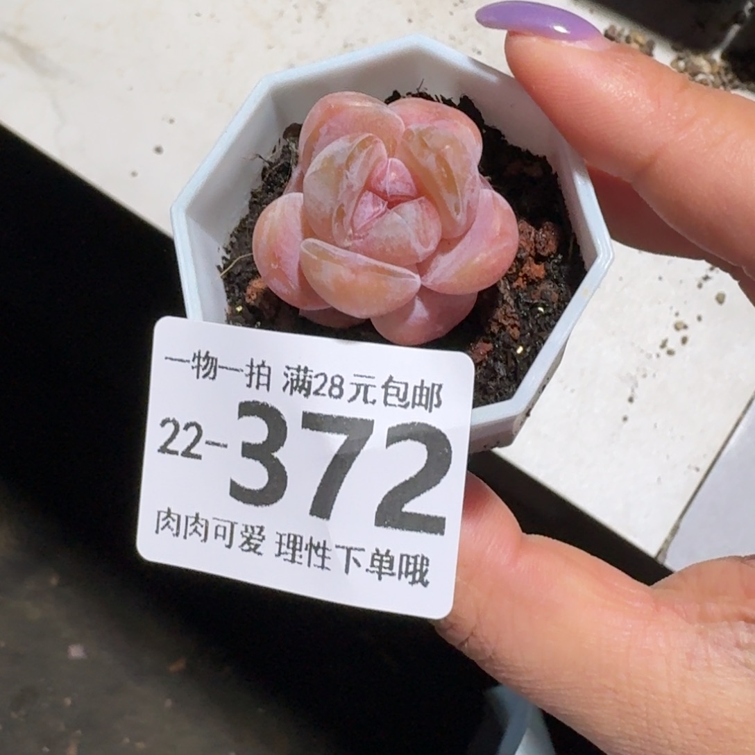 玉兔无盆土发货无