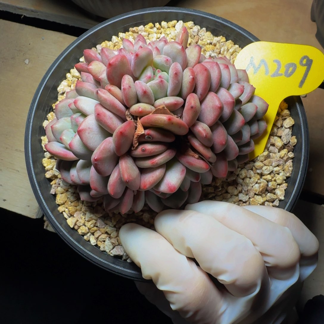 m 209号一物一拍