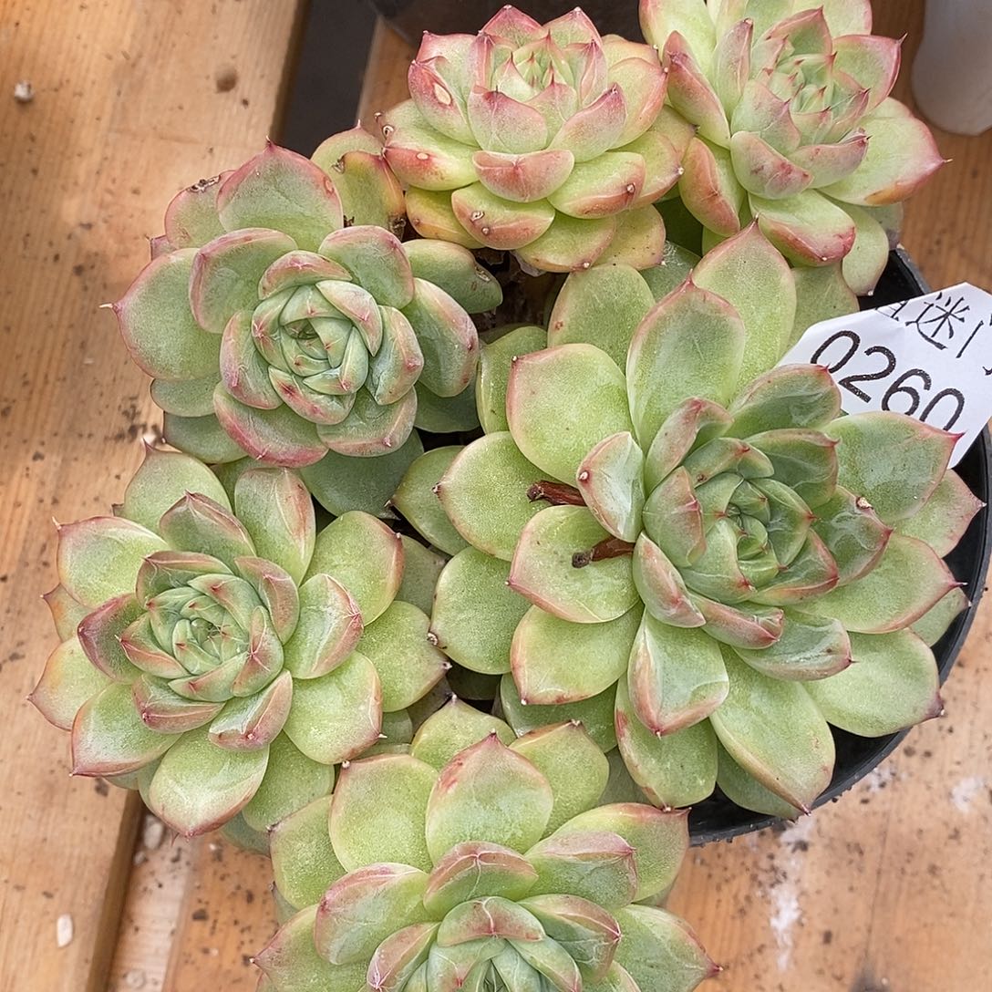 我***。杂交精品多肉0260~13厘米