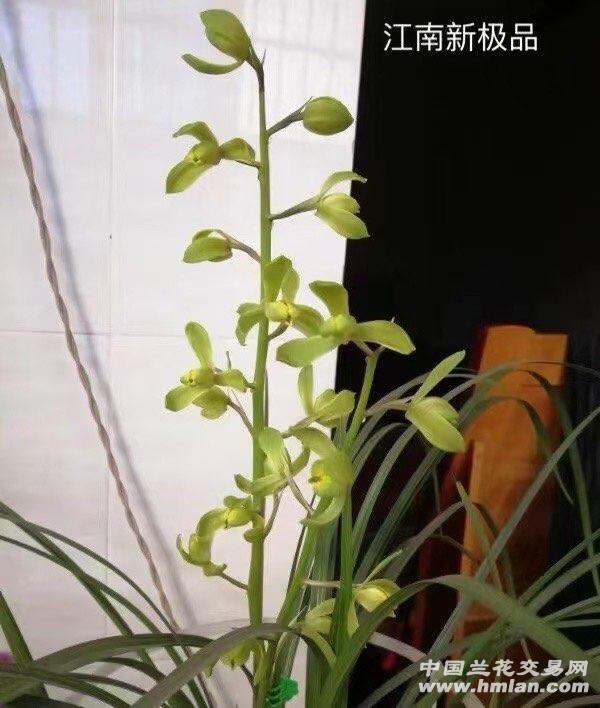 惠兰名品，江南新极，