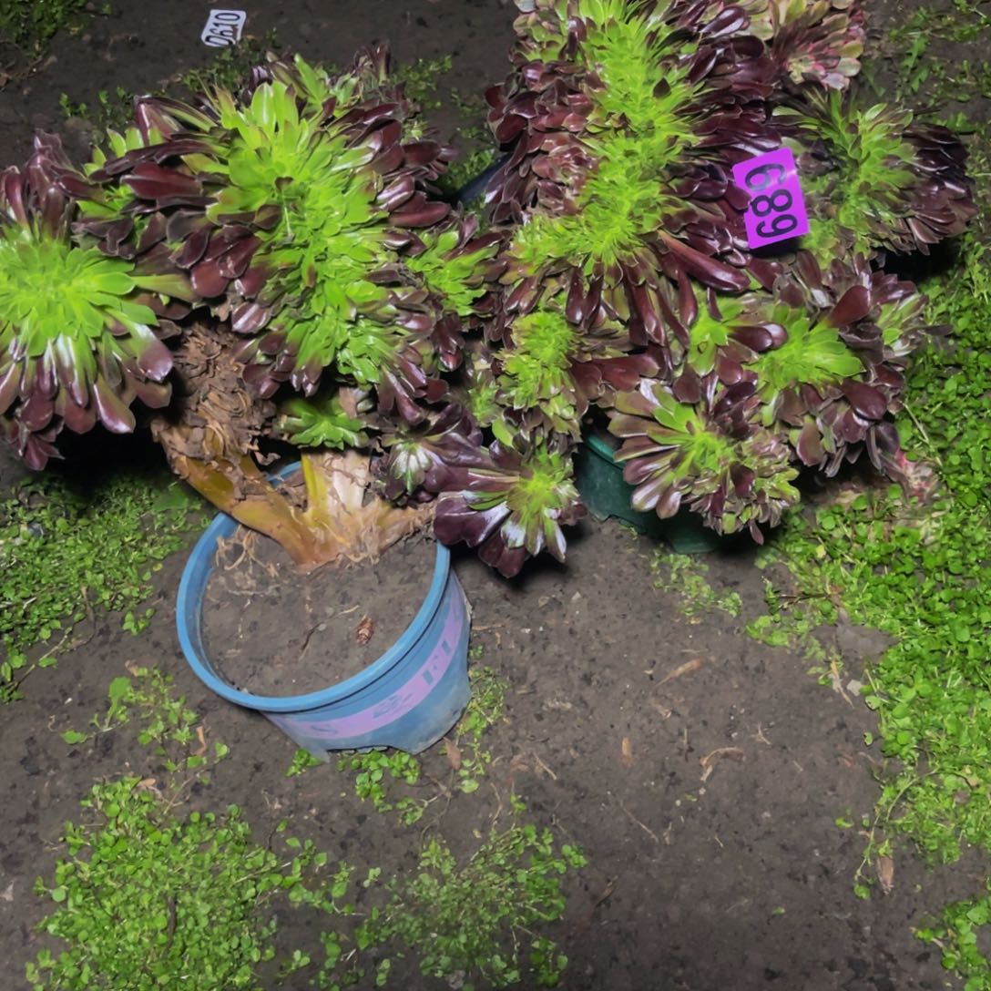 两盆法师28/////40瑕疵包邮