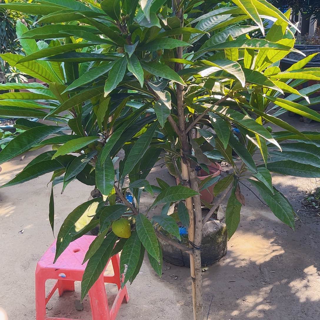 迷***哥完全开放247998645799632799