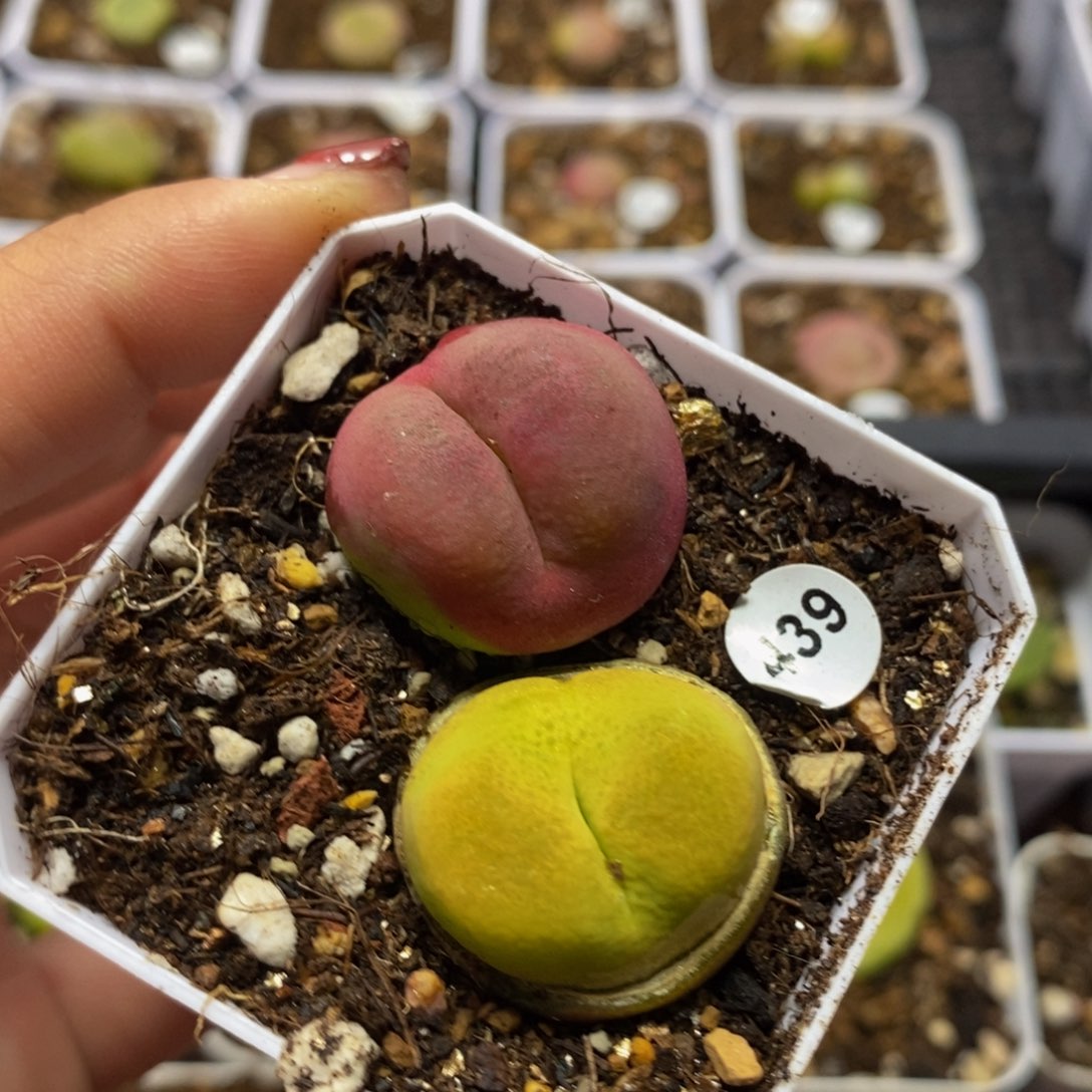 两颗2.3cm多肉植物