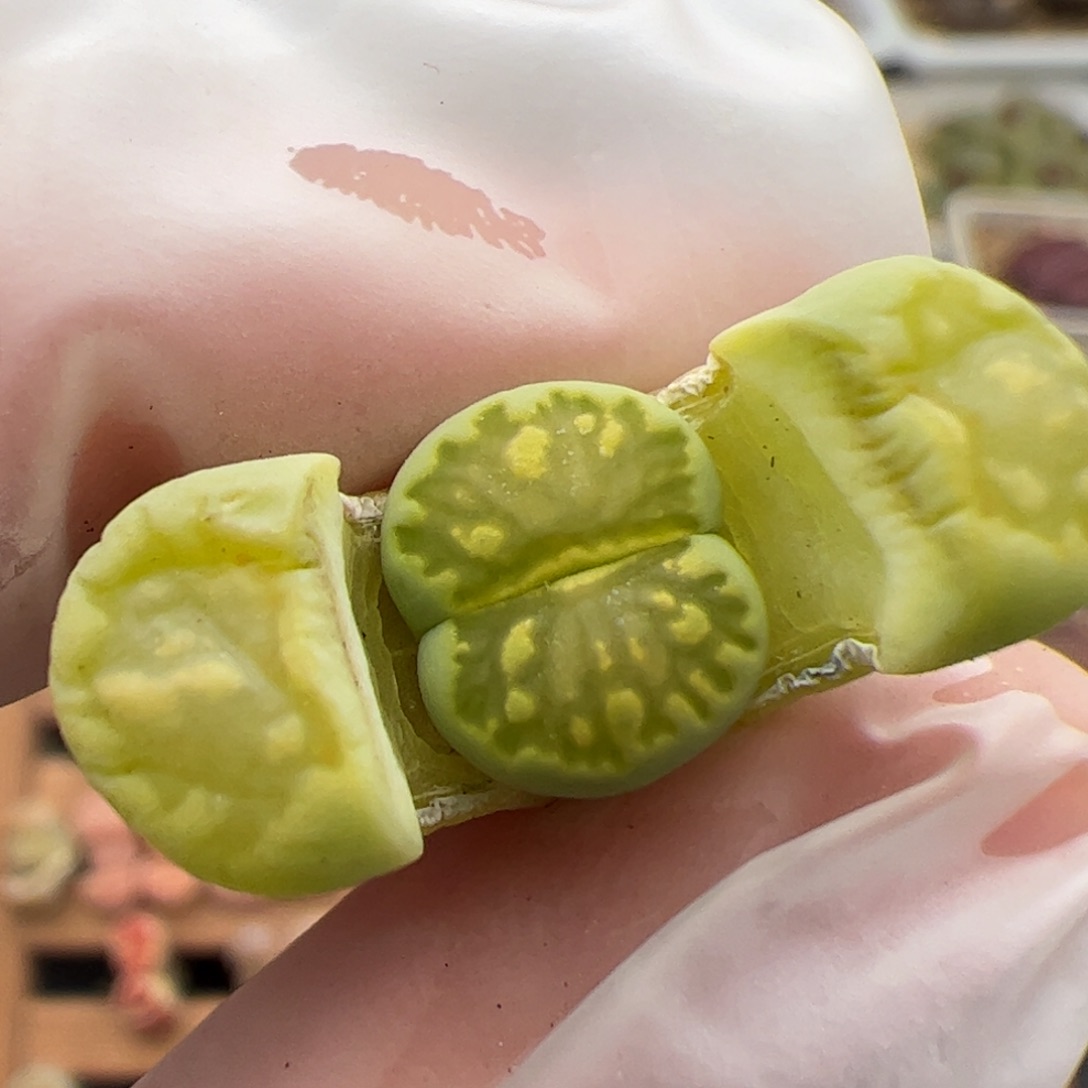 0107号绿菊 多肉植物