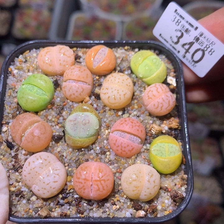 Sss精品生石花340