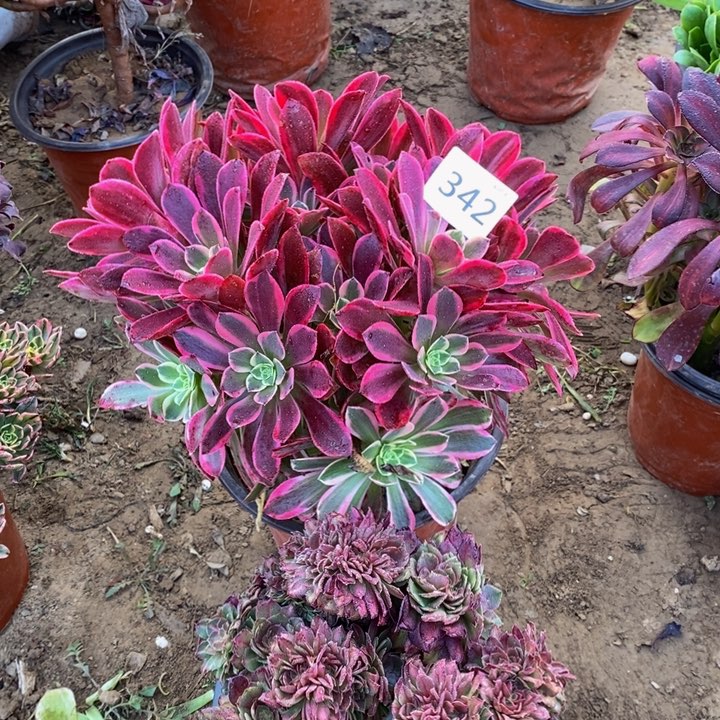 342金丝雀绣球➕抹茶缀