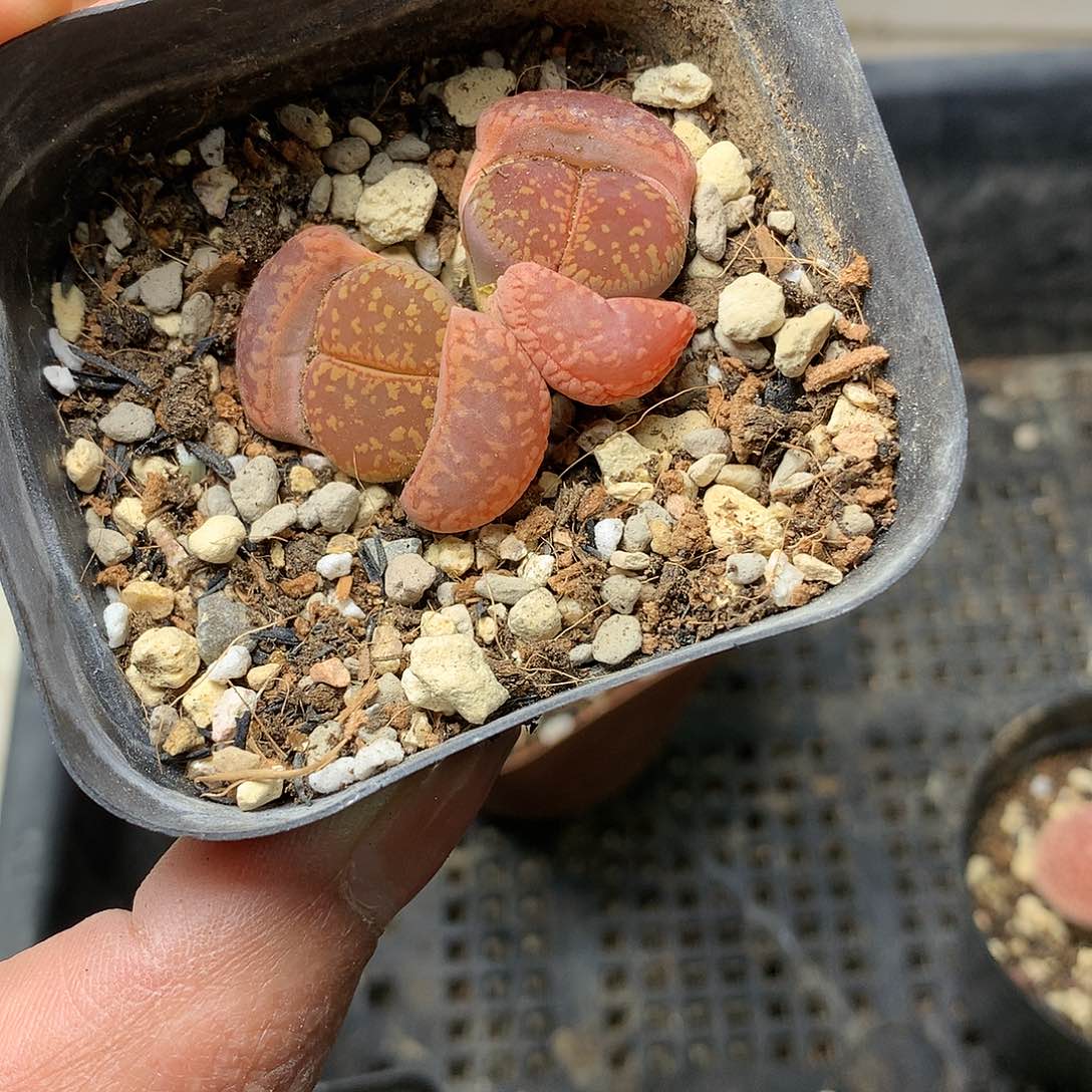 K887多肉植物保护研究所