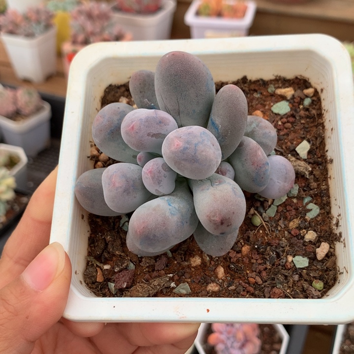 精控小米可奶多肉