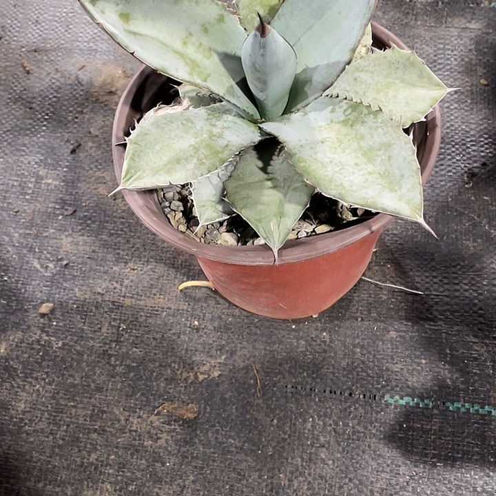 权***威无花朵龙舌兰绿色植物