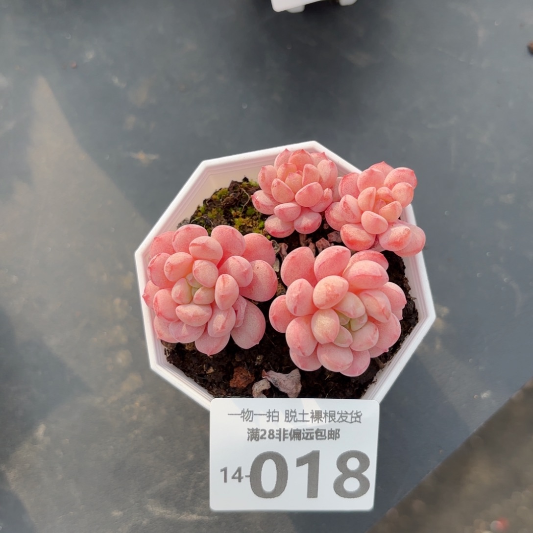 小红蛋多肉多肉多肉