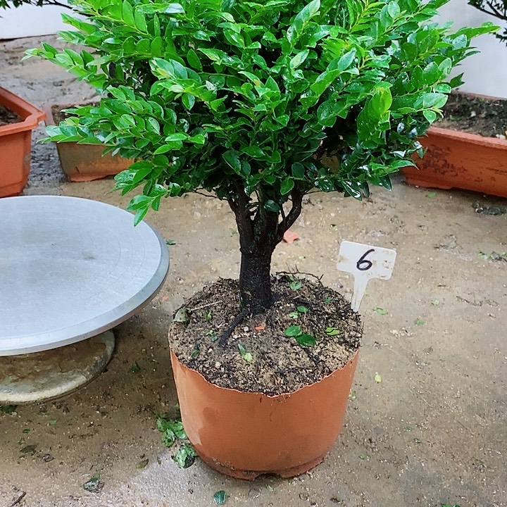 完全开放小叶紫檀