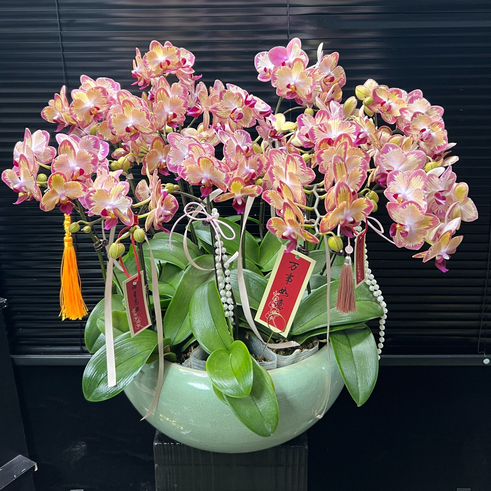 心想事成大花蝴蝶兰