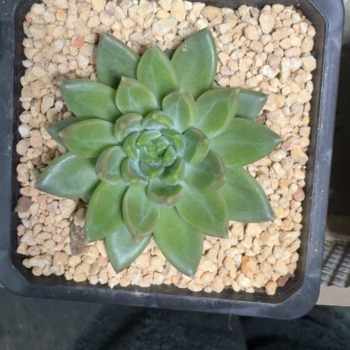 黄牵手 单头 一物一拍