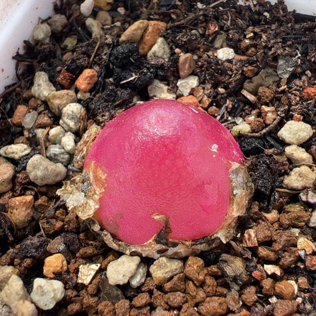 182多肉植物百科^_^