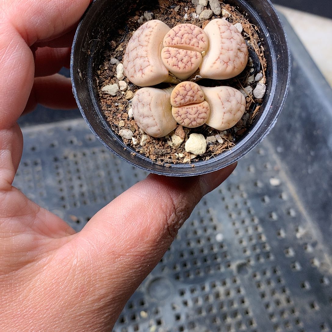 A177多肉植物保护研究所