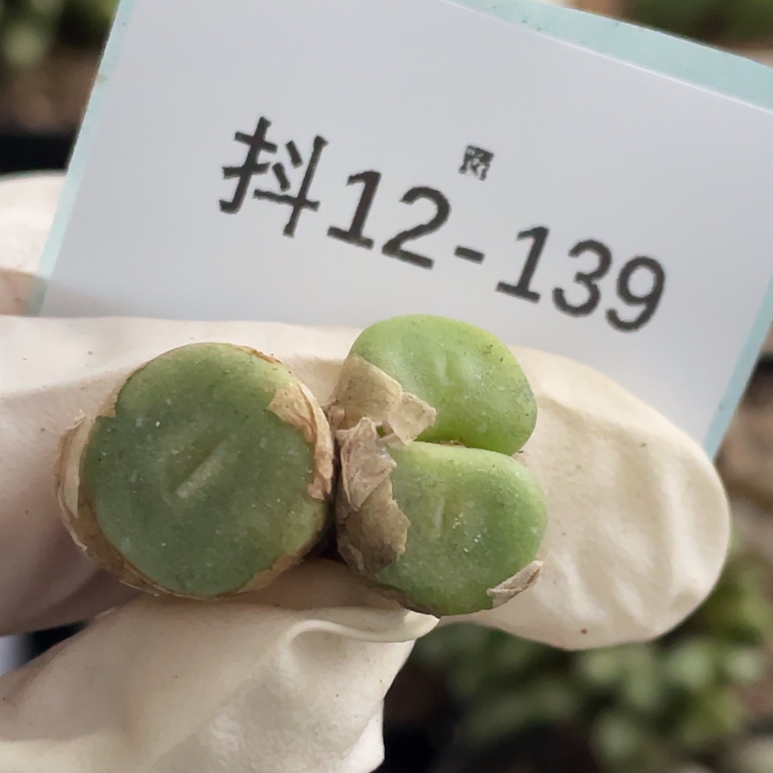 12-139毛钮扣多肉植物