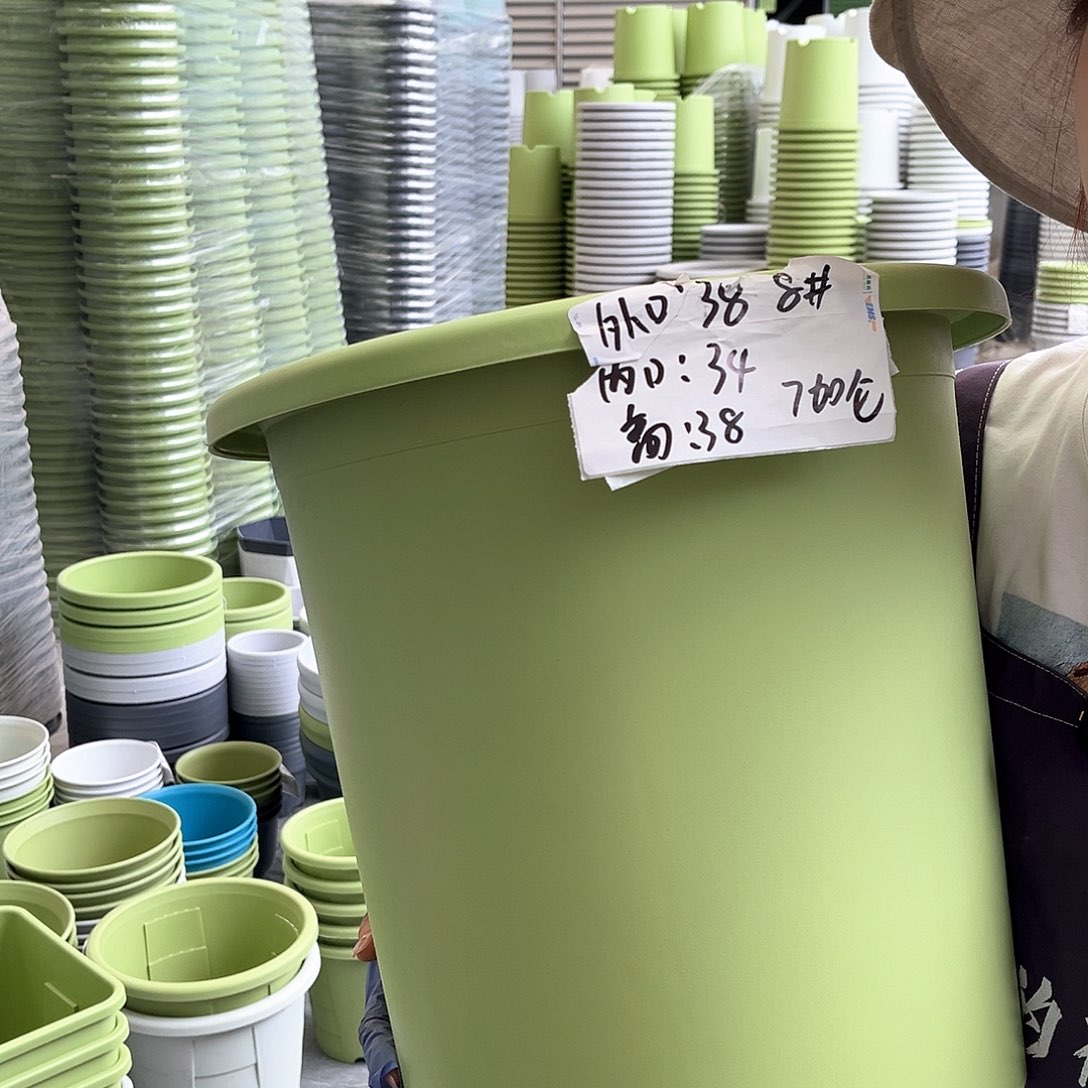 四季盆8#果绿色5个无托