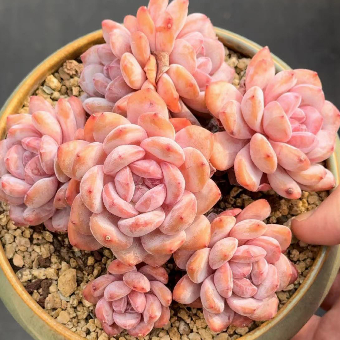 橙梦露雪天使星影多肉植物好运来