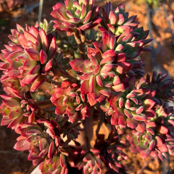 地栽红稚了莲30cm精品多肉