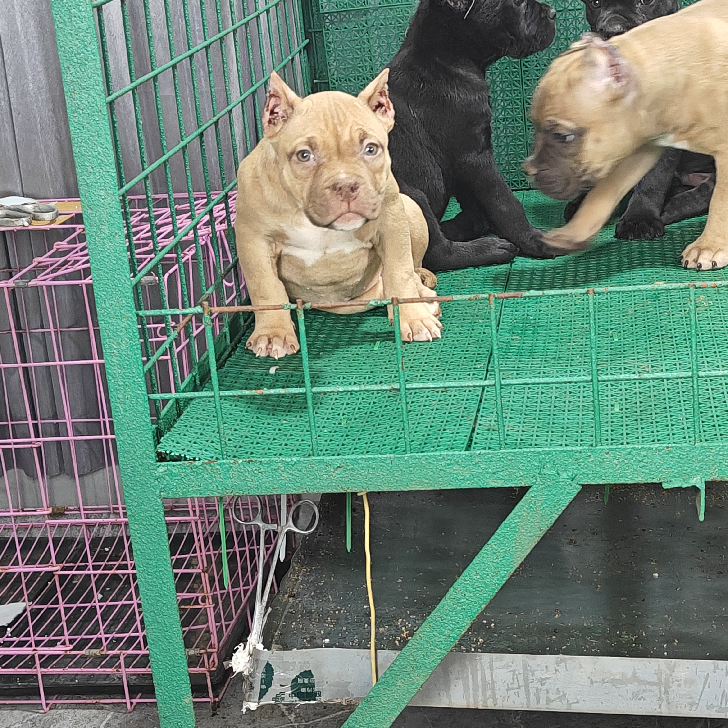 美国恶霸犬幼犬，已裁耳疫苗齐全